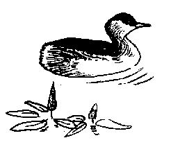 Dabchick