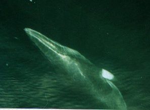 Whale in the clear sea
