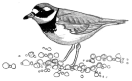 Ring Plover