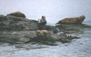 Seals on the rocks